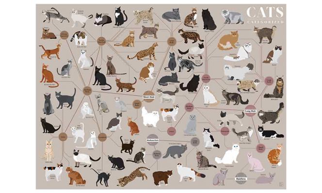 Cats, Categorized Poster