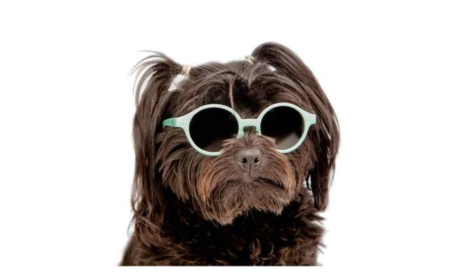 IPIZI dog sunglasses