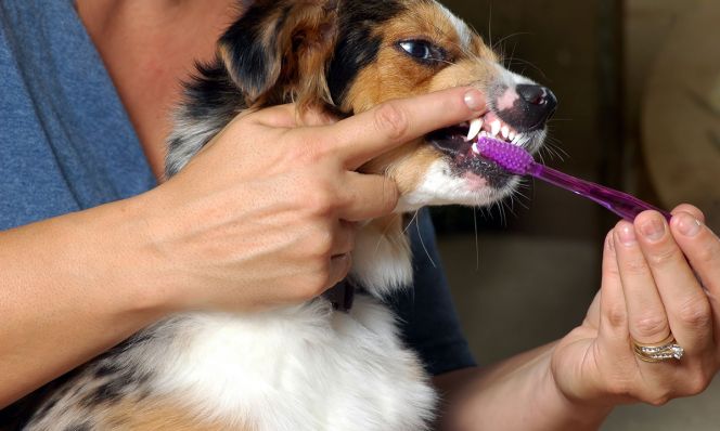 woman brushing dog's teeth