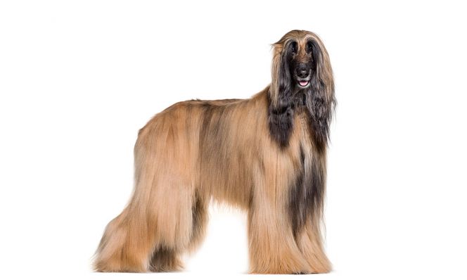 Afghan Hound