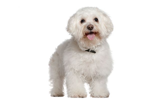 Bichon Frise