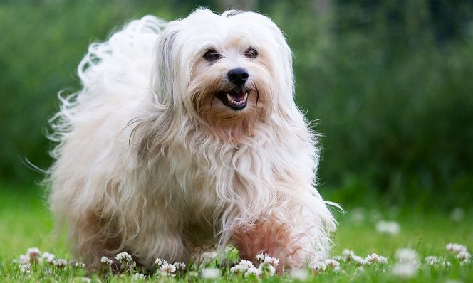 Havanese