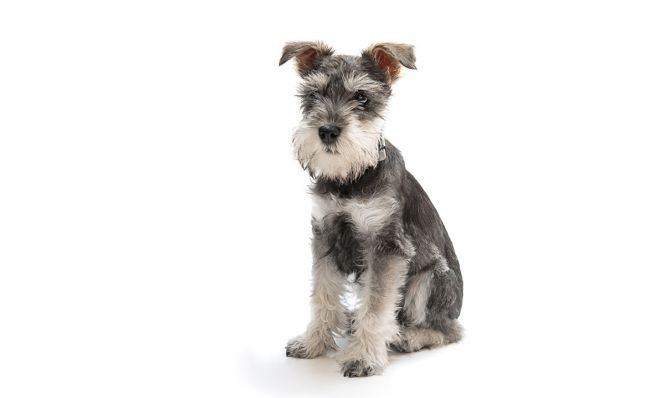 Miniature Schnauzer