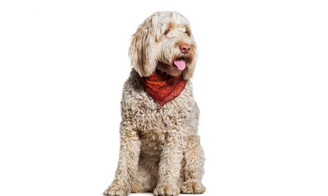 Portuguese Water Dog