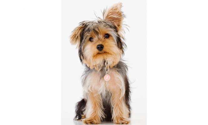 Yorkshire Terrier