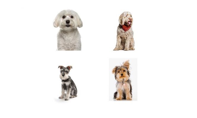 hypoallergenic dog composite