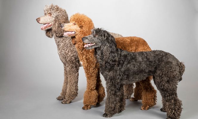 Poodles in three colors