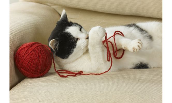 cat playing with a ball of red string