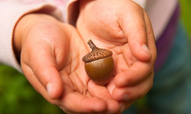Acorns.jpg