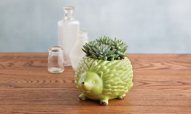 hedgehog.jpg